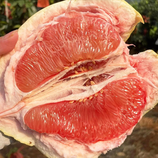 【礼盒装】琯溪三红柚（2个/件） 商品图1