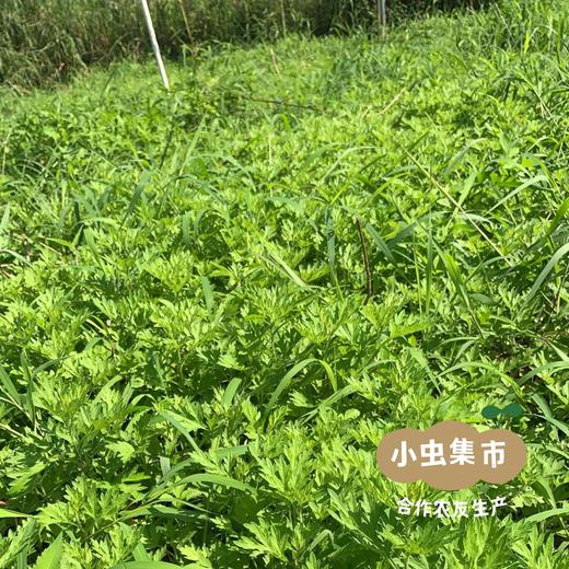 【积分享包邮】生态艾草干（带梗发货） 50g/袋*2 | 合作农友生产，产自广东肇庆，生产者：胡桂强 &【公平贸易农人定价】 商品图7