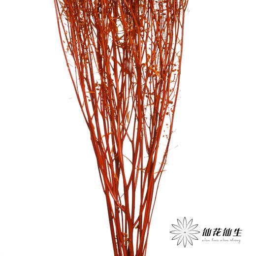 干花 | 小扇叶咖色 商品图3