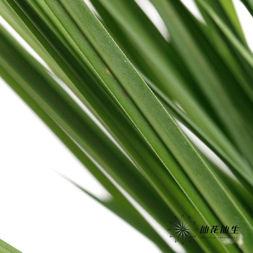叶材 | 细芒叶 商品图1
