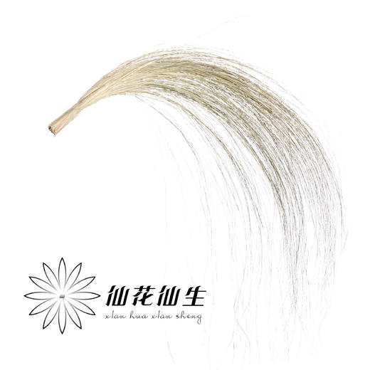 永生花 | 干纹眉草 商品图1