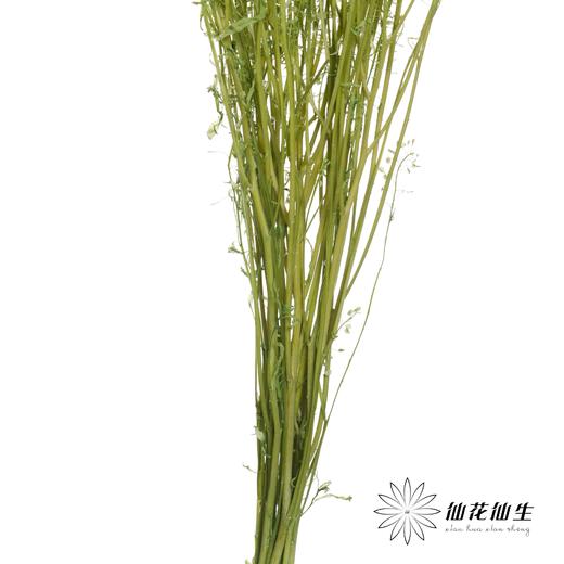 干花 | 小扇叶浅绿 商品图3