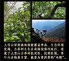 荣光精选【云南野生生态古树红茶/白茶/普洱茶 】自己喝的无农药健康生态茶！ 商品缩略图2