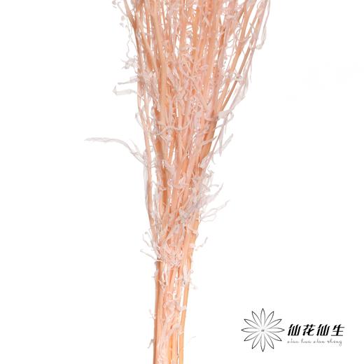 干花 | 小扇叶樱花粉 商品图2