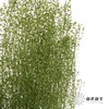 干花 | 小扇叶浅绿 商品缩略图0