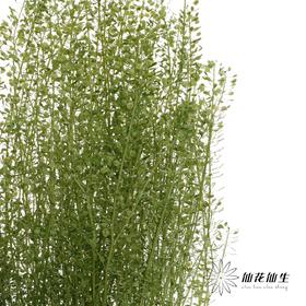 干花 | 小扇叶浅绿