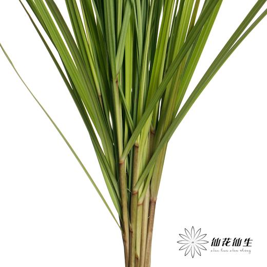 叶材 | 细芒叶 商品图3