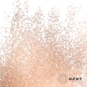 干花 | 小扇叶樱花粉