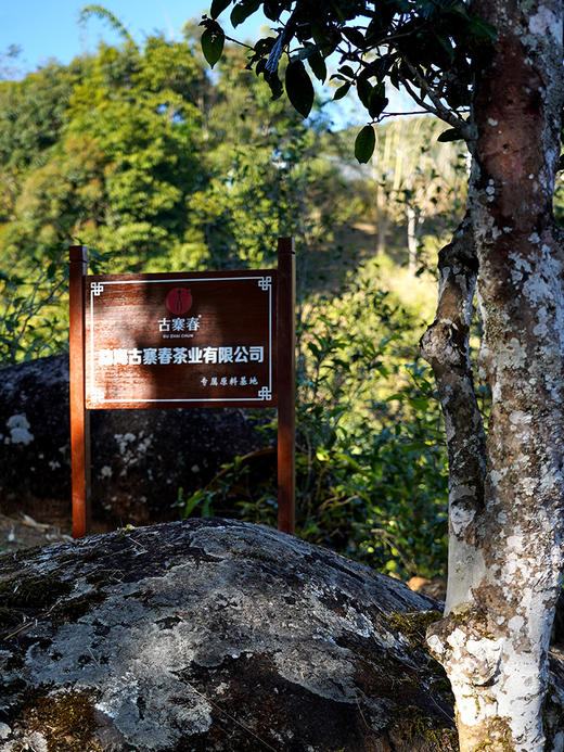 【限量加赠 汝窑杯】【积分兑换】【积分兑换价：730元+600积分】【凤饼贡茶那罕】2023年春茶那罕46号茶农李贵宏家古茶园，皇帝宠幸了12年的山头，普洱茶生茶饼茶叶357克/饼 5饼/提 2提/件 商品图7