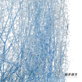 干花 | 小扇叶天蓝