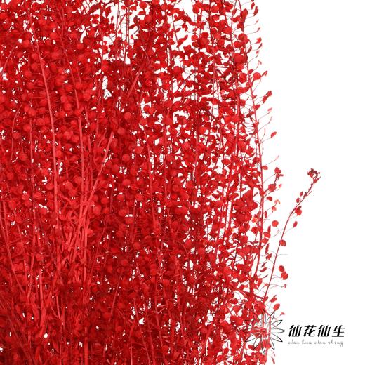 干花 | 小扇叶红色 商品图0