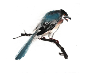  图文教程：灰喜鹊的画法 