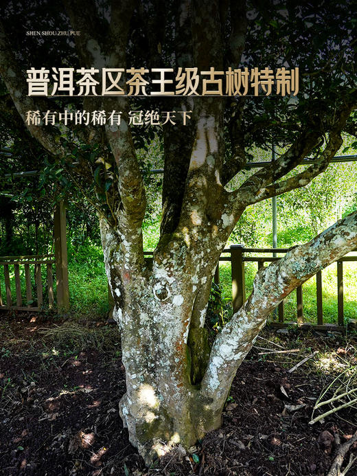 【神兽朱雀】2024年神兽系列收官巨作，普洱茶区用料之巅，1箱内含5饼共1785克 商品图1
