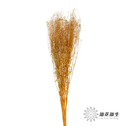干花 | 小扇叶橙黄 商品图1