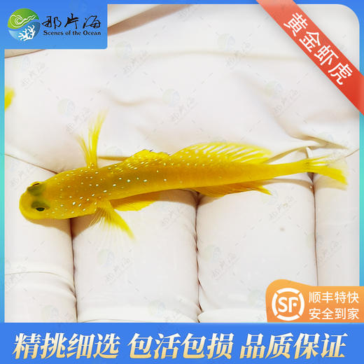 黄金虾虎Cryptocentrus cinctus 商品图0