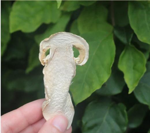 纯野生松茸干片（100%纯松茸） 商品图1
