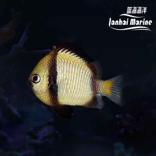 两间魔 商品图0