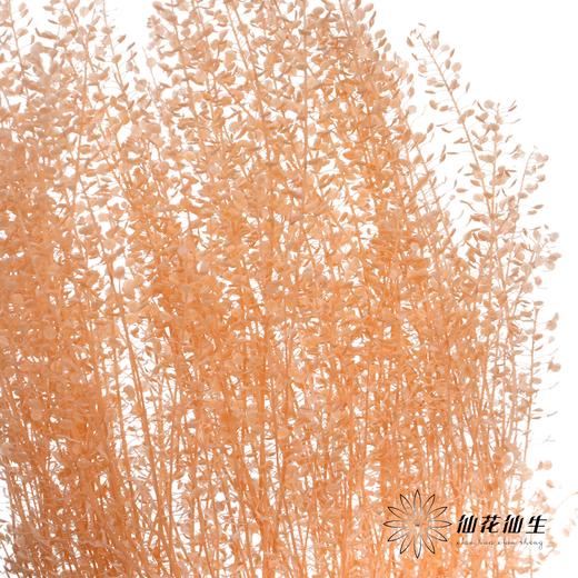 干花 | 小扇叶香槟 商品图0