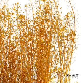 干花 | 小扇叶橙黄