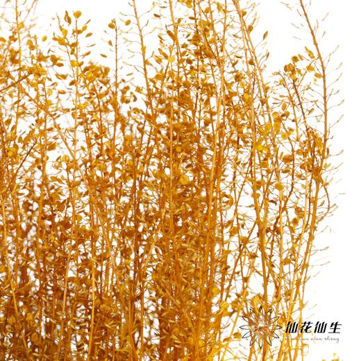 干花 | 小扇叶橙黄 商品图0