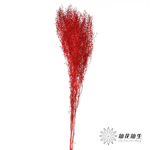 干花 | 小扇叶红色 商品图1