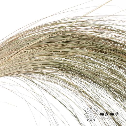 永生花 | 干纹眉草 商品图3