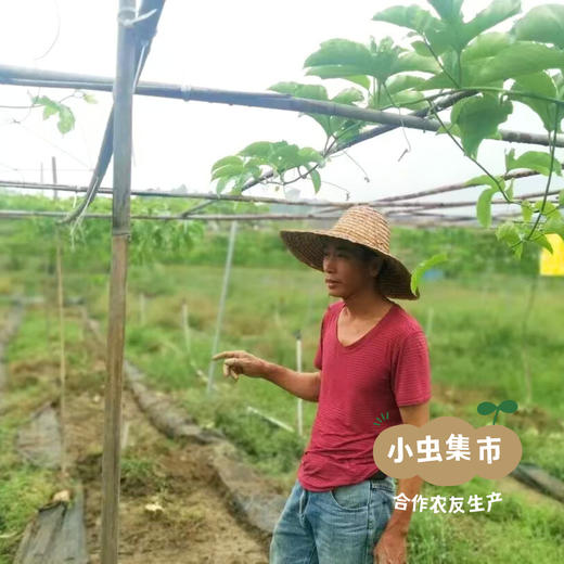 【积分享包邮】生态艾草干（带梗发货） 50g/袋*2 | 合作农友生产，产自广东肇庆，生产者：胡桂强 &【公平贸易农人定价】 商品图9