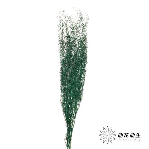 干花 | 小扇叶深绿 商品图1