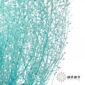 干花 | 小扇叶蒂芙尼蓝