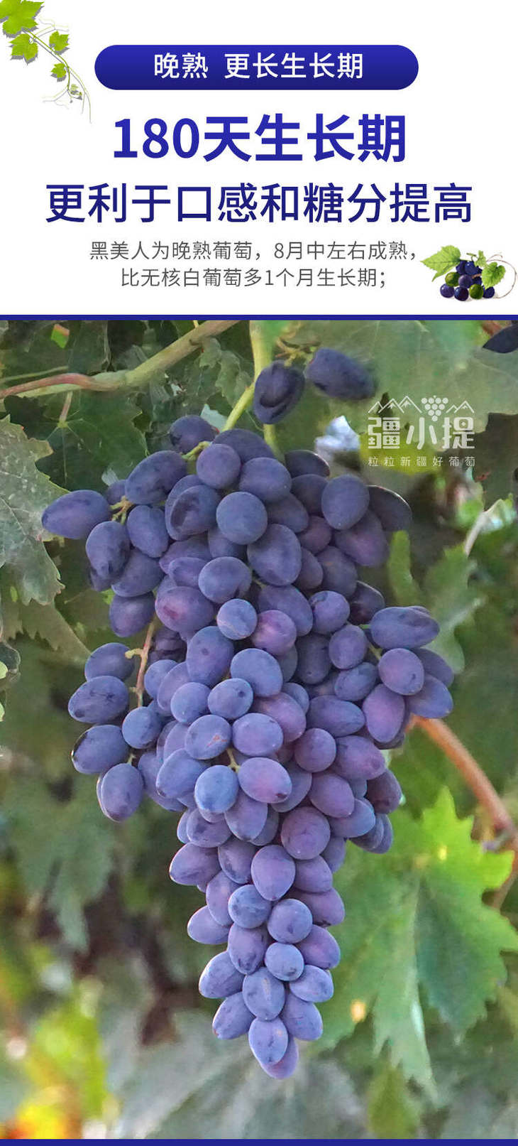 2024黑美人_04.jpg 2024黑美人_04.jpg