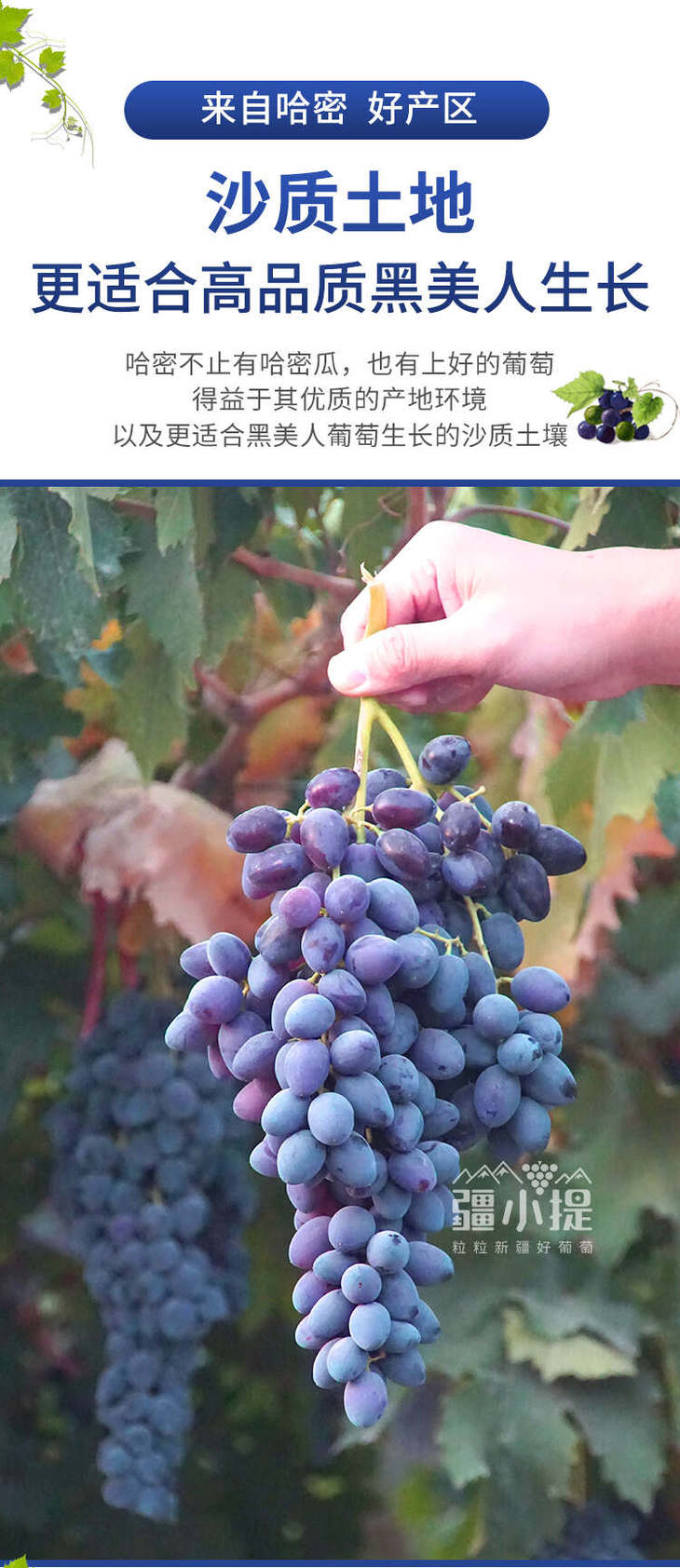 2024黑美人_03.jpg 2024黑美人_03.jpg