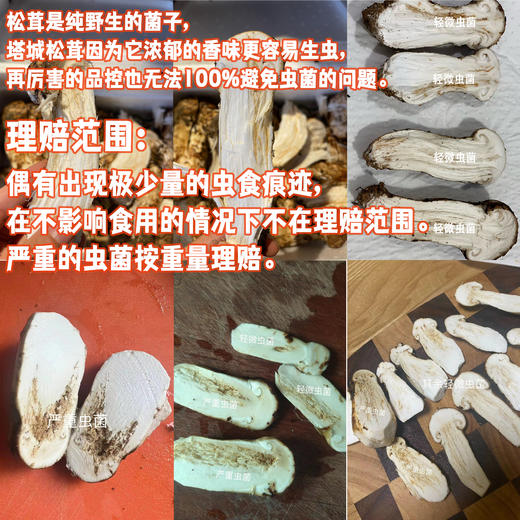 野生塔城松茸（预售，中秋以后发货）| 合作生产 * Wild Tacheng matsutake | Partner Production 商品图1