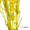 干花 | 情人果黄色 商品缩略图2