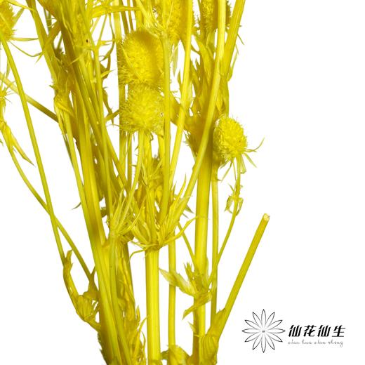 干花 | 情人果黄色 商品图2