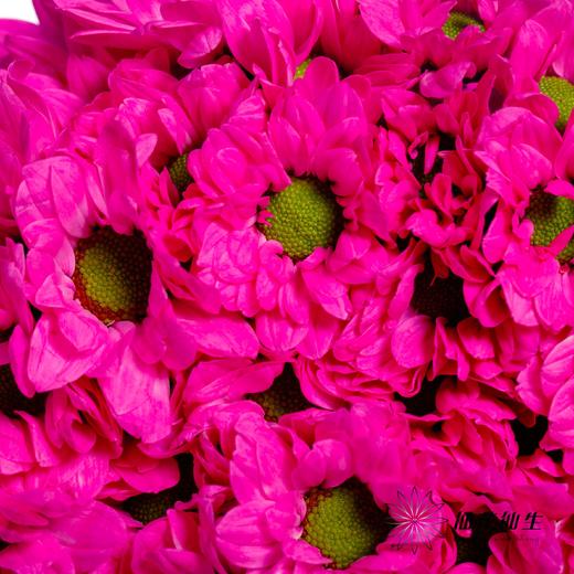 小菊 ｜ 染色小菊玫红【人工吸染，有色差，慎重下单】 商品图3