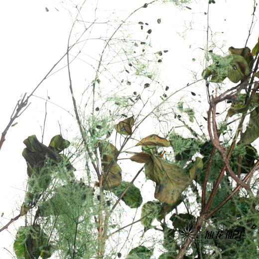 干花 | 雾中情人绿 商品图4