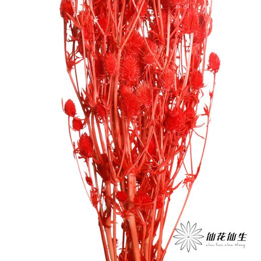 干花 | 情人果红色 商品图4