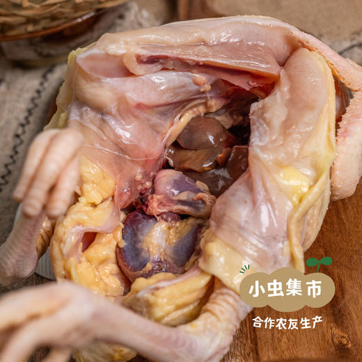 生态散养仔母鸡 整只/斩块（每周一、三、五发货） | 合作农友生产，产自湖北广水，生产者：湛小良 *【公平贸易农人定价】 商品图5
