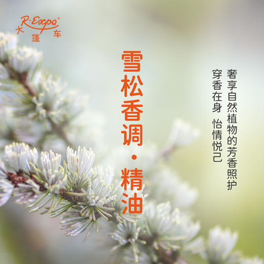 雪松香调·精油 植物精油香氛 适用香水 护肤洗护产品 大篷车精油 商品图2