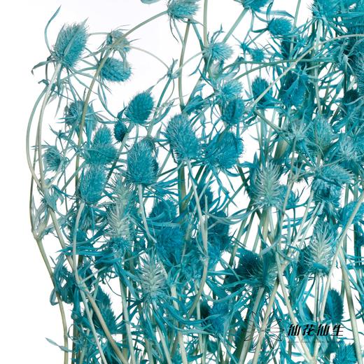 干花 | 情人果蒂芙尼蓝 商品图1