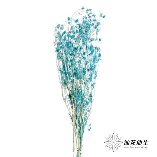 干花 | 情人果蒂芙尼蓝 商品图2