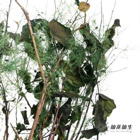 干花 | 雾中情人绿