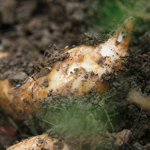 【2份十堰主城区包邮】秦家坪村新鲜天麻中果 500g  商品图3