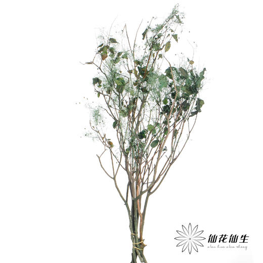 干花 | 雾中情人绿 商品图1
