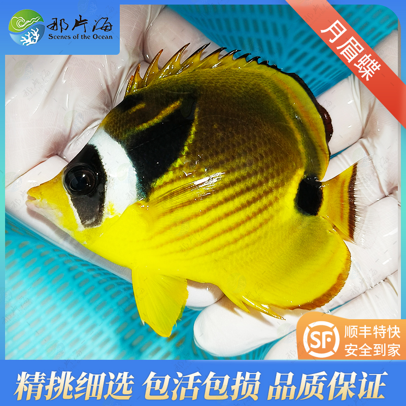 月眉蝶Chaetodon lunula