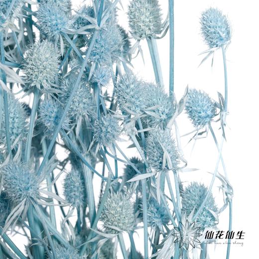 干花 | 情人果天蓝 商品图2