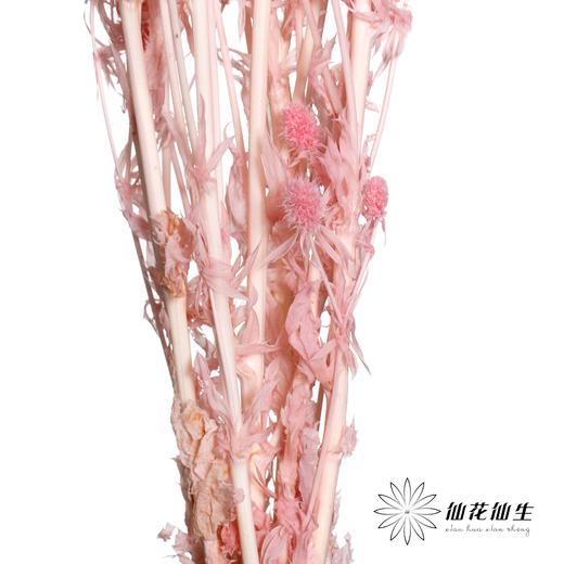 干花 | 情人果粉 商品图3