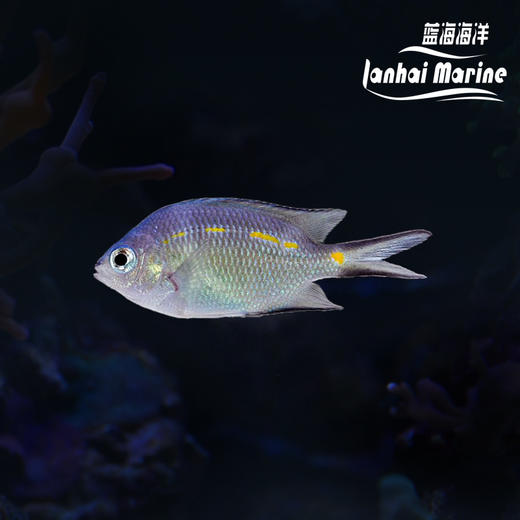 黄线青魔 商品图0