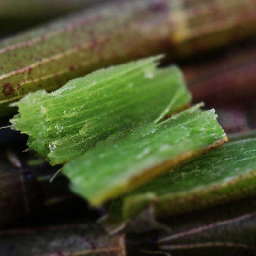 雲巅源府新鲜铁皮石斛条 250g/套 配手提袋 赠1盒25g铁皮石斛花 商品图5