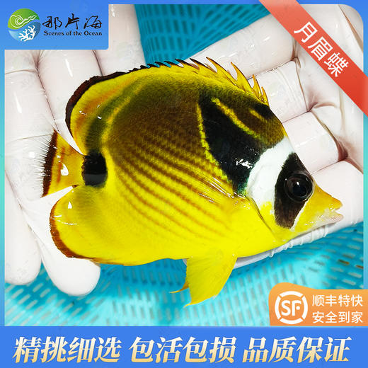 月眉蝶Chaetodon lunula 商品图1